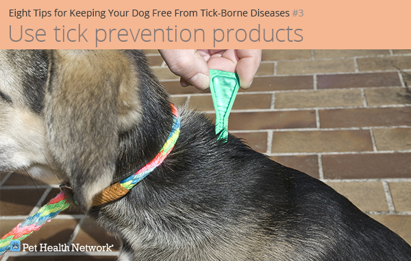 Using tick prevention on dog