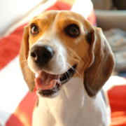 beagle heled by orthopedic ultrasound