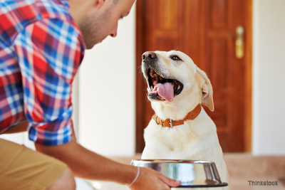 Lab being fed safe food for the holiday