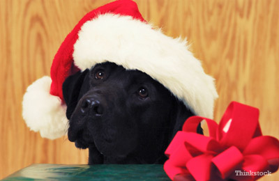 Dog in red hat