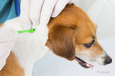 Removing a tick on a dog