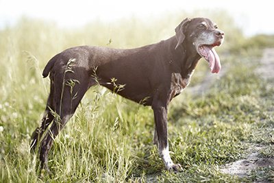 Panting dog