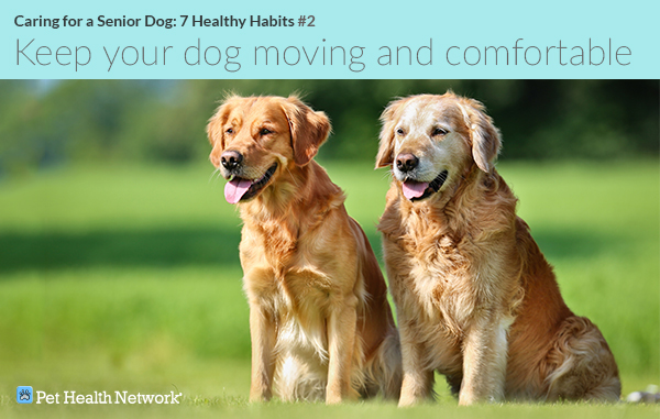 Senior Golden Retriever next to young Golden Retriever