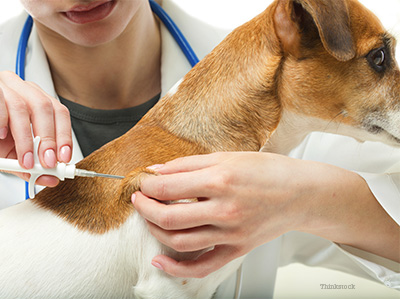 Dog getting microchipped