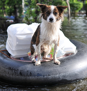 dog in a flood
