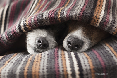 Two dogs snuggling under a blanket