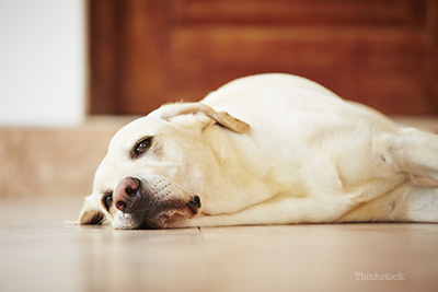 Sick dog laying down