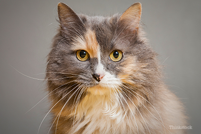 Tri-colored longhaired cat