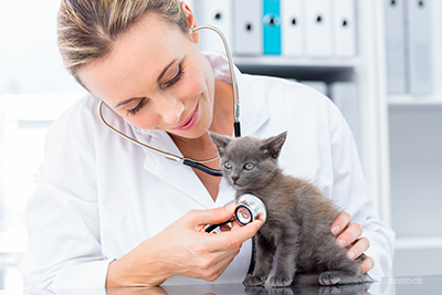 Kitten at the vet