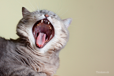 Kitten yawning