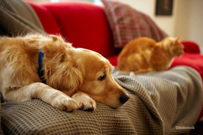Many Cats and Dogs are victims of domestic violence