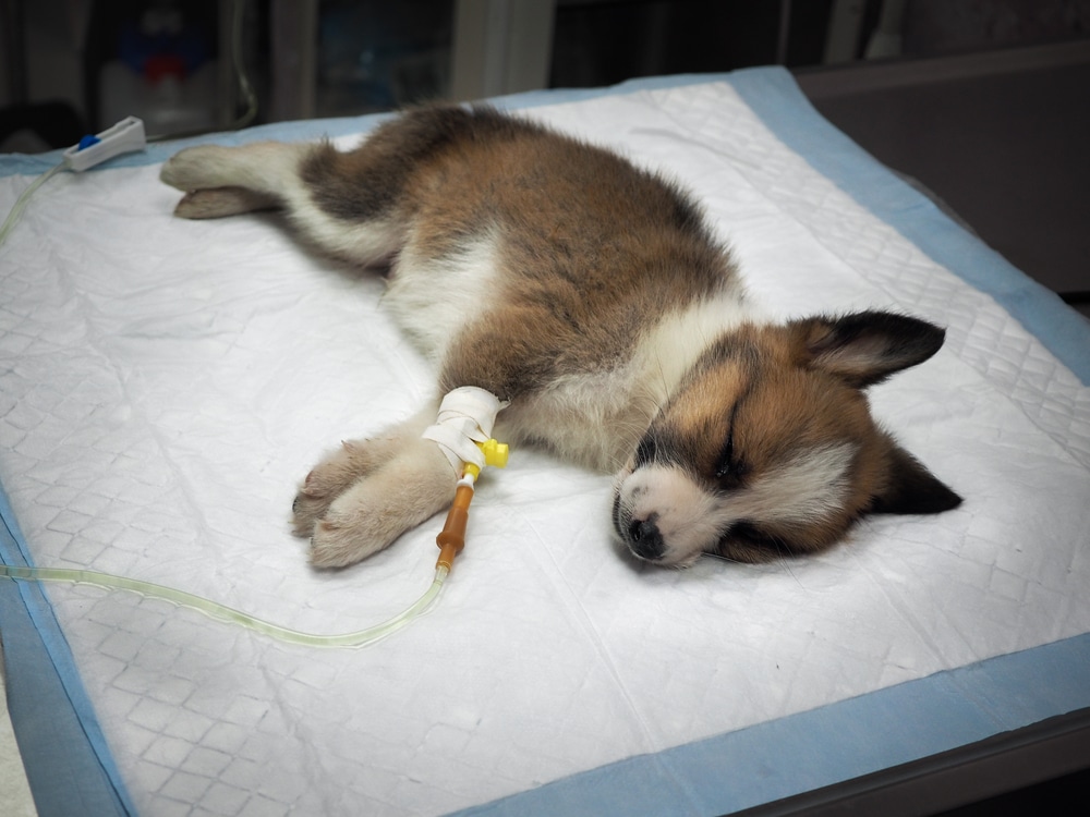 Sick Puppy With Distemper In A Veterinary Clinic