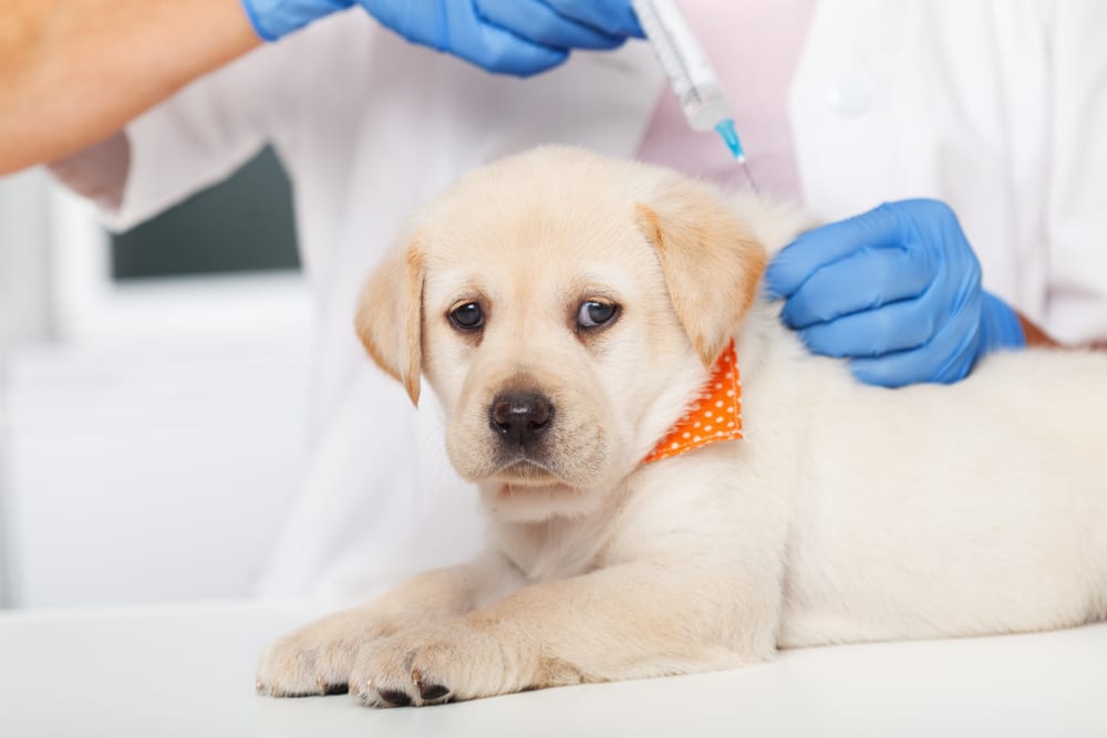 Puppy Being Dhpp Vaccinated By The Vet