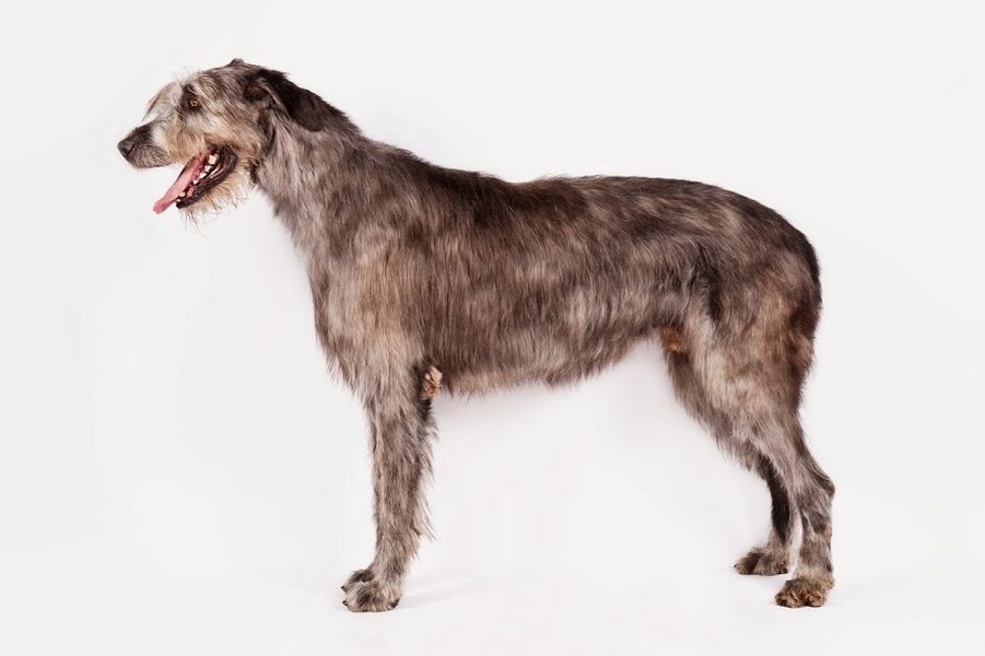 Irishwolfhound3 Stacked