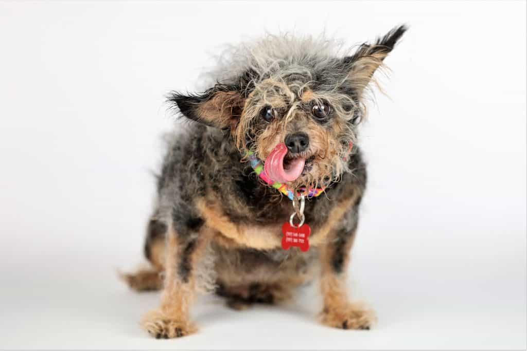 World'S Ugliest Dog