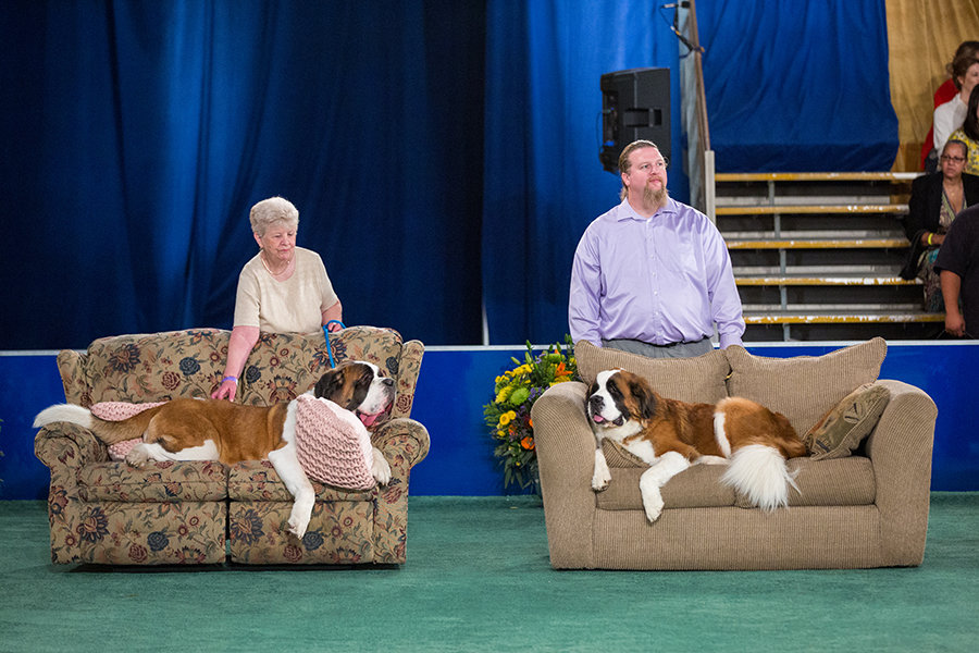 Rescue Dog Show