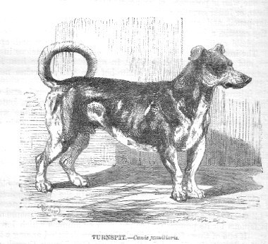 Turnspitdog-18621