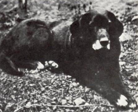 St. John'S Dog &Quot;Nell&Quot;, Taken 1867 At Age 12. Nell Was Born In 1856 And Owned By The Earl Of Home (1799-1881). 