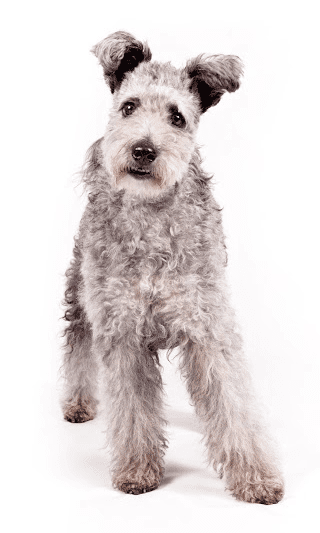 Pumi Becomes The Akc'S 190Th Recognized Breed. Source: American Kennel Club