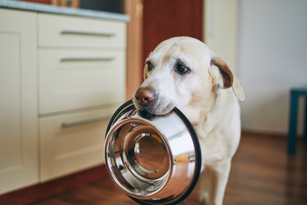 Cute Labrador Retriever With Sad Puppy Eyes Holding Dog Bowl In His Mouth