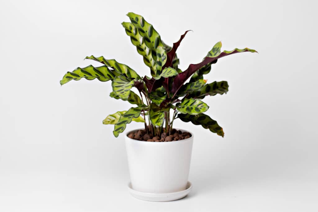 Rattlesnake Plant In A Pot On A White Background