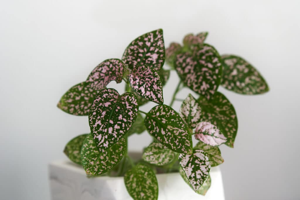 Polka Dot Plant In A White Pot And A White Background