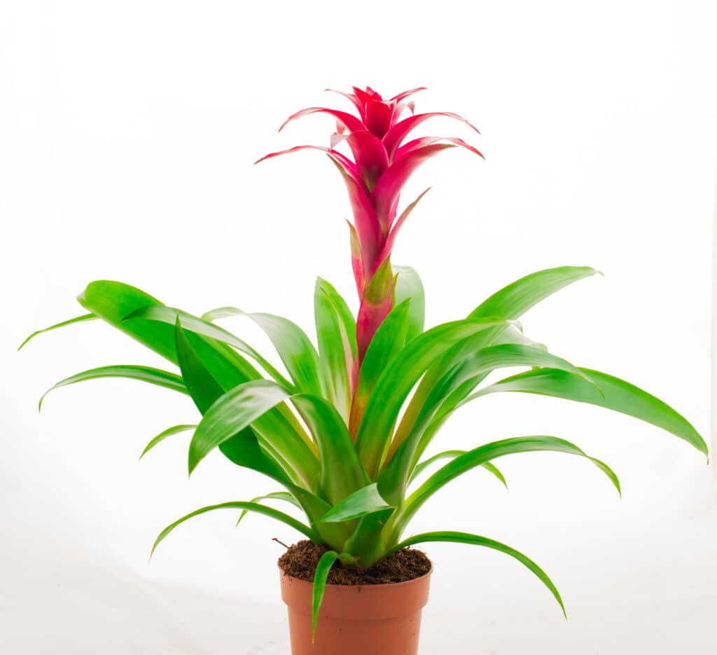 Beautiful Red Bromeliad Flower And Plant Isolated On White Background