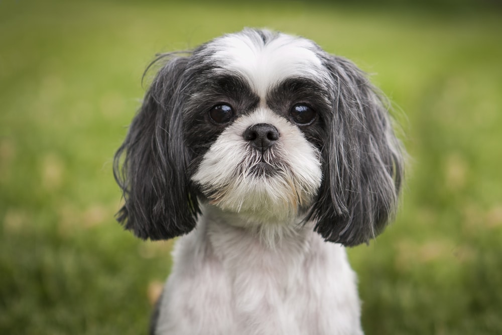Shih Tzu Is One Of The Dog Breeds Closest To Wolves Genetically