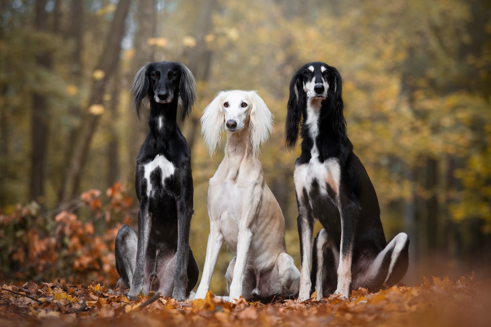 Three Saluki Dogs Sitting In The Forest
