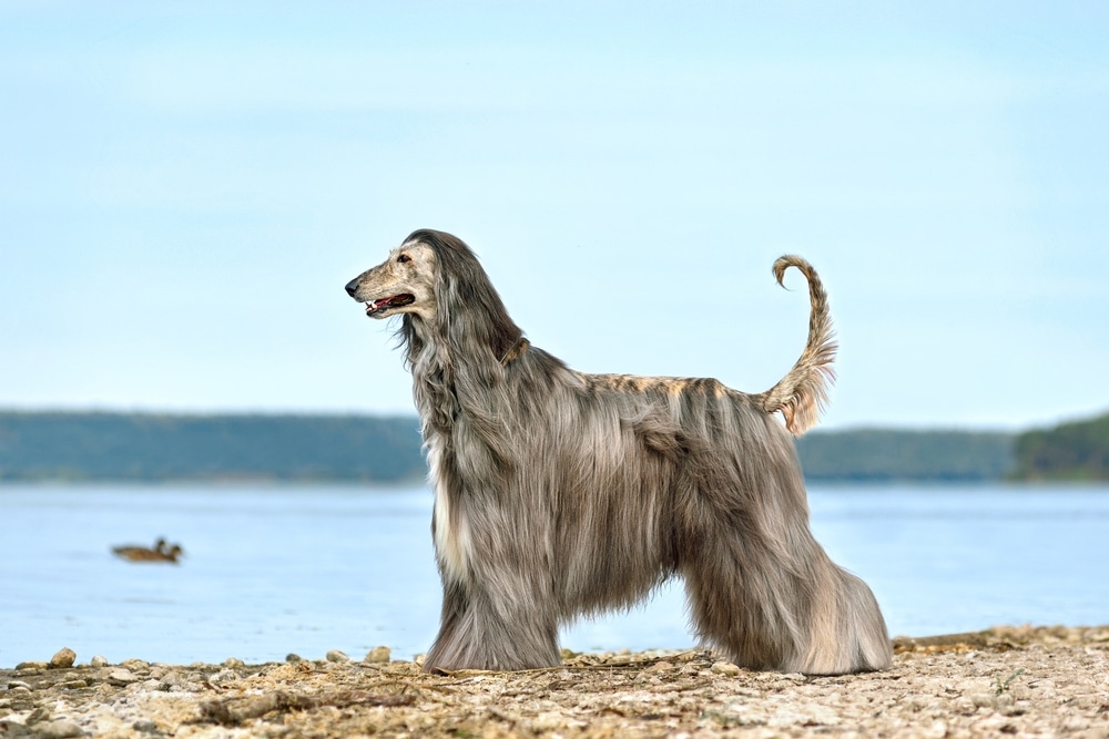 Beautiful Fully Coated Afghan Hound Standing On A Blue Lake Background