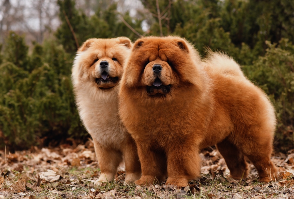 Two Chow Chow Dogs At The Park