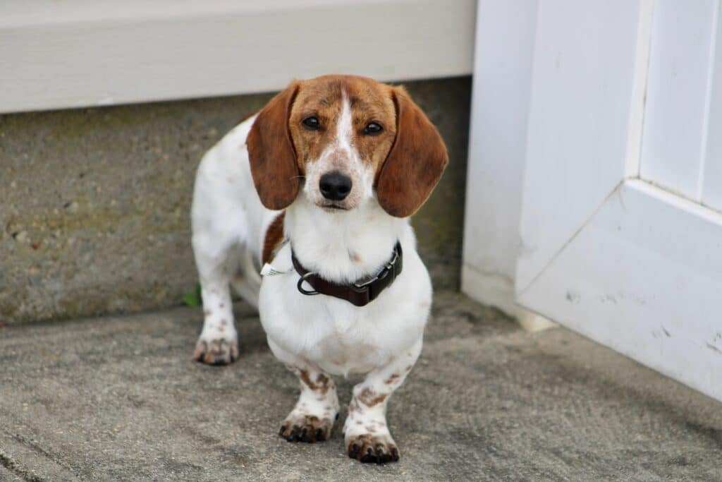 Miniature Dachshund Standing On A Cement Sidewalk