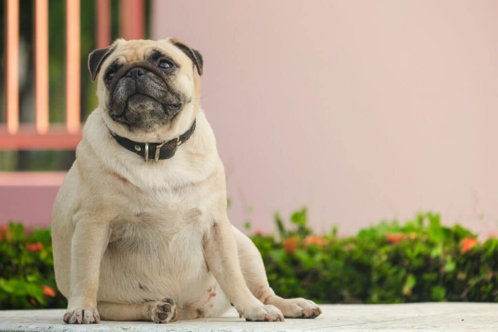 Pug Suffering From Dog Obesity Sitting On Marble Floor