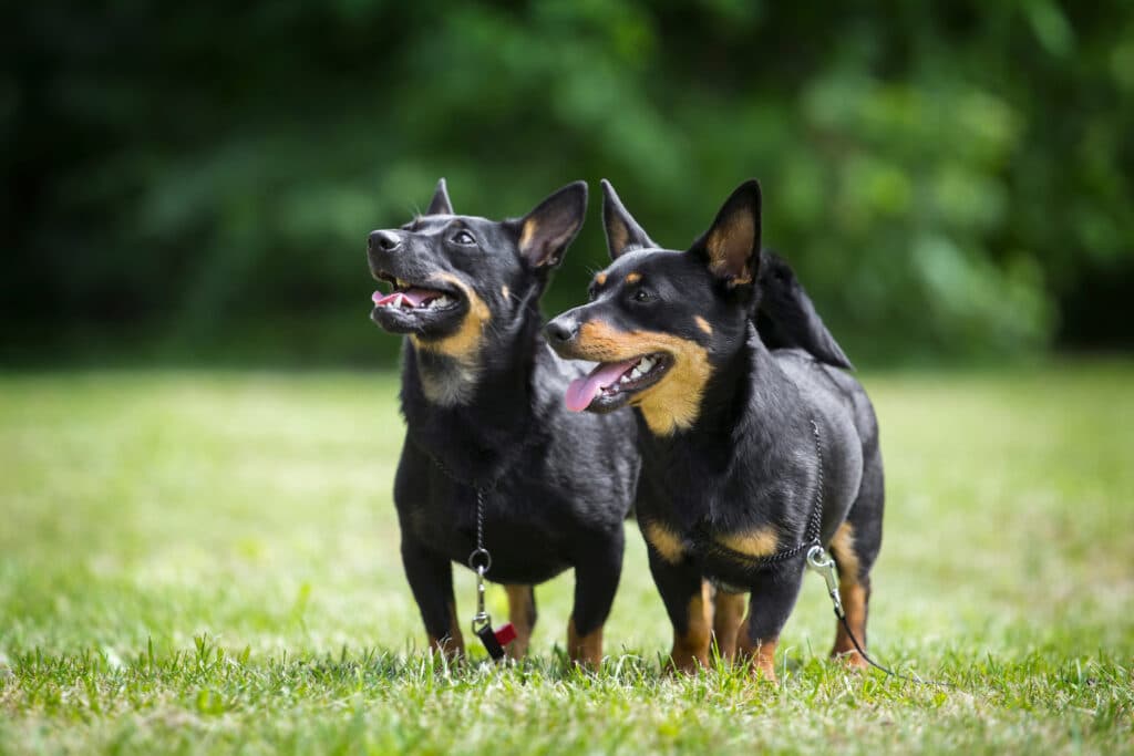 Lancashire Heeler Couple Posing In Summer