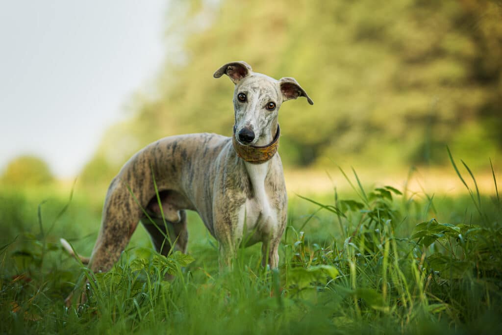 Whippet Dog In A Meadow