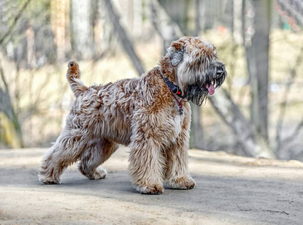 Standing Irish Soft Coated Wheaten Terrier