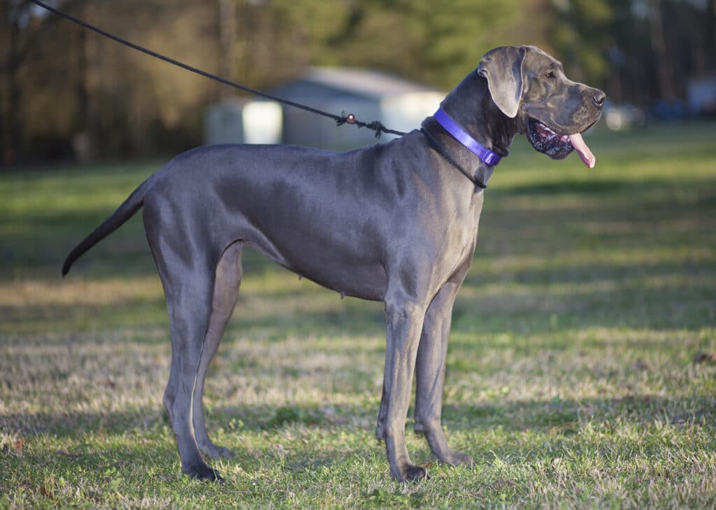 Great Dane Out For A Walk Just Before Sunset