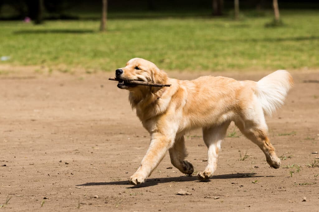 Golden Retriever Playing In The Park With A Stick