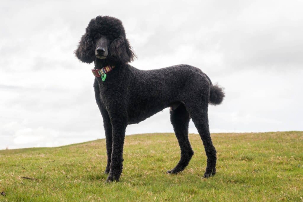 Black Standard Poodle Standing In The Grass