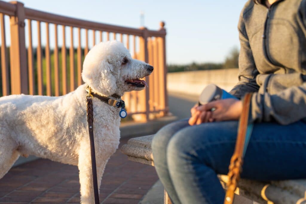 Obedient Dog Standing Next To Owner 